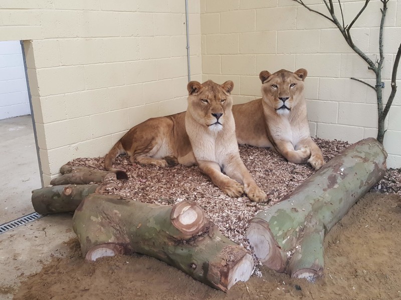 Willmott Dixon builds home for lions on Isle of Wight